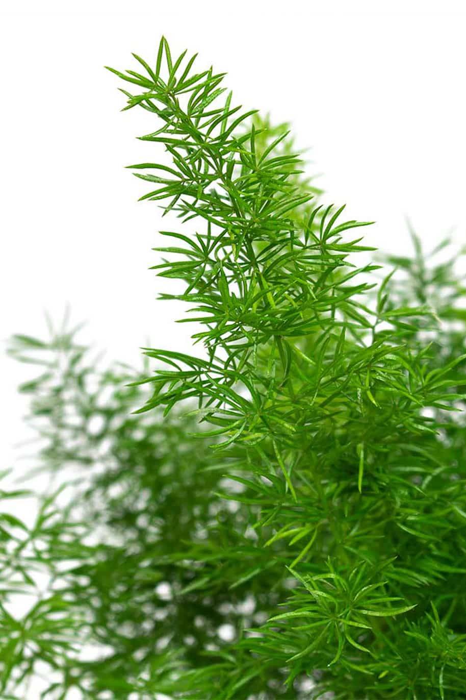 Foxtail Fern - Asparagus Densiflorus - image 2