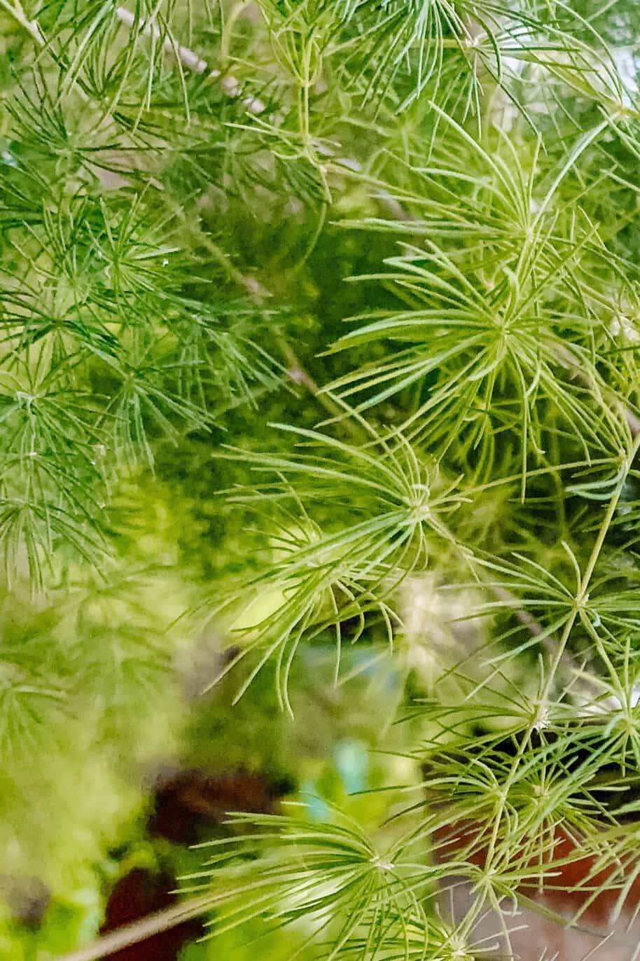 Asparagus Densiflorus 'Srengeri'