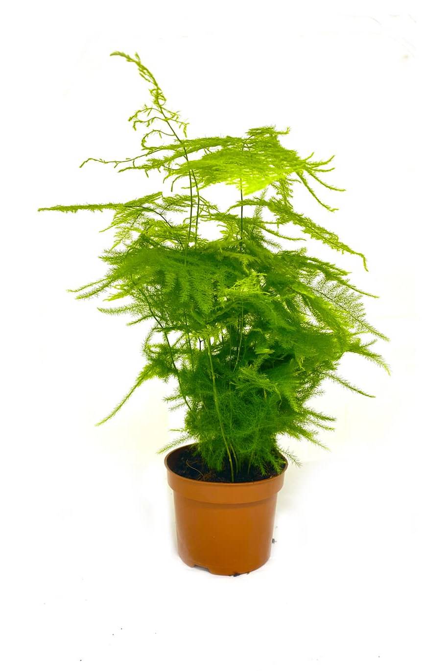Setaceus - Asparagus - Indoor Plants | Plantshop.me