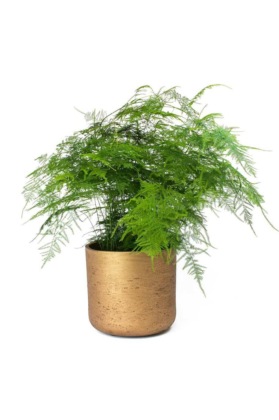 Asparagus Setaceus