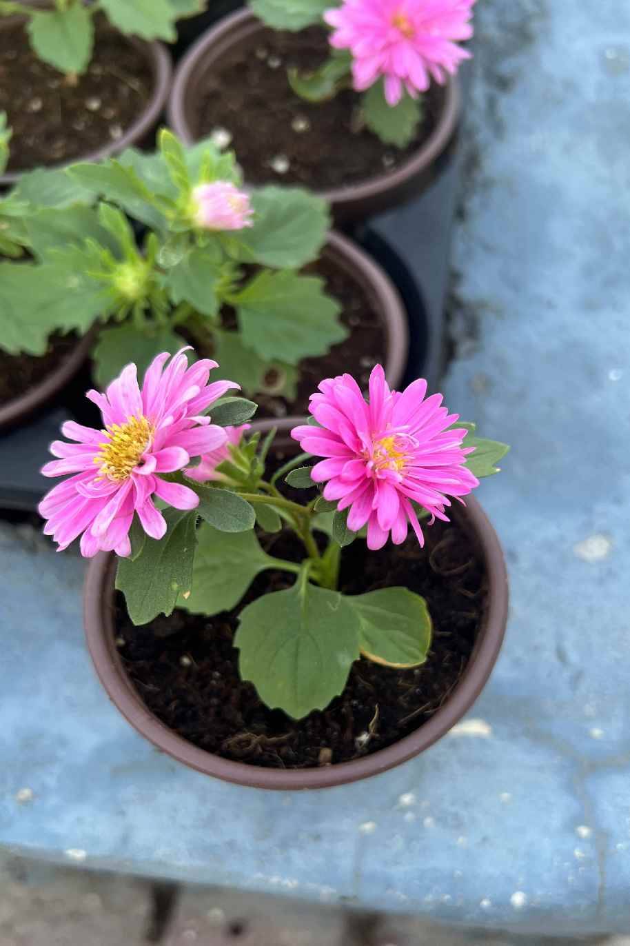 Aster Mix