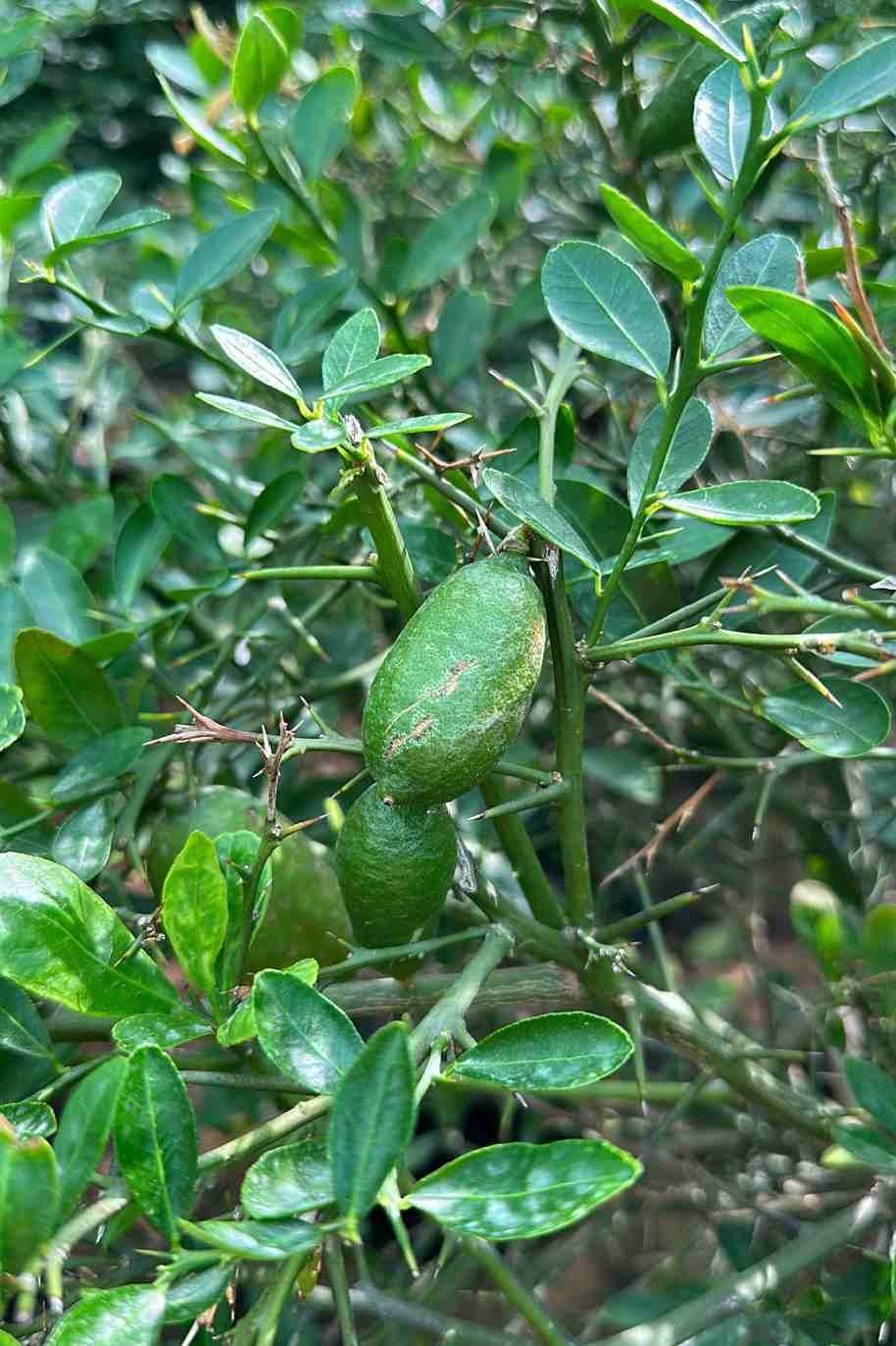 Australian Finger Lime