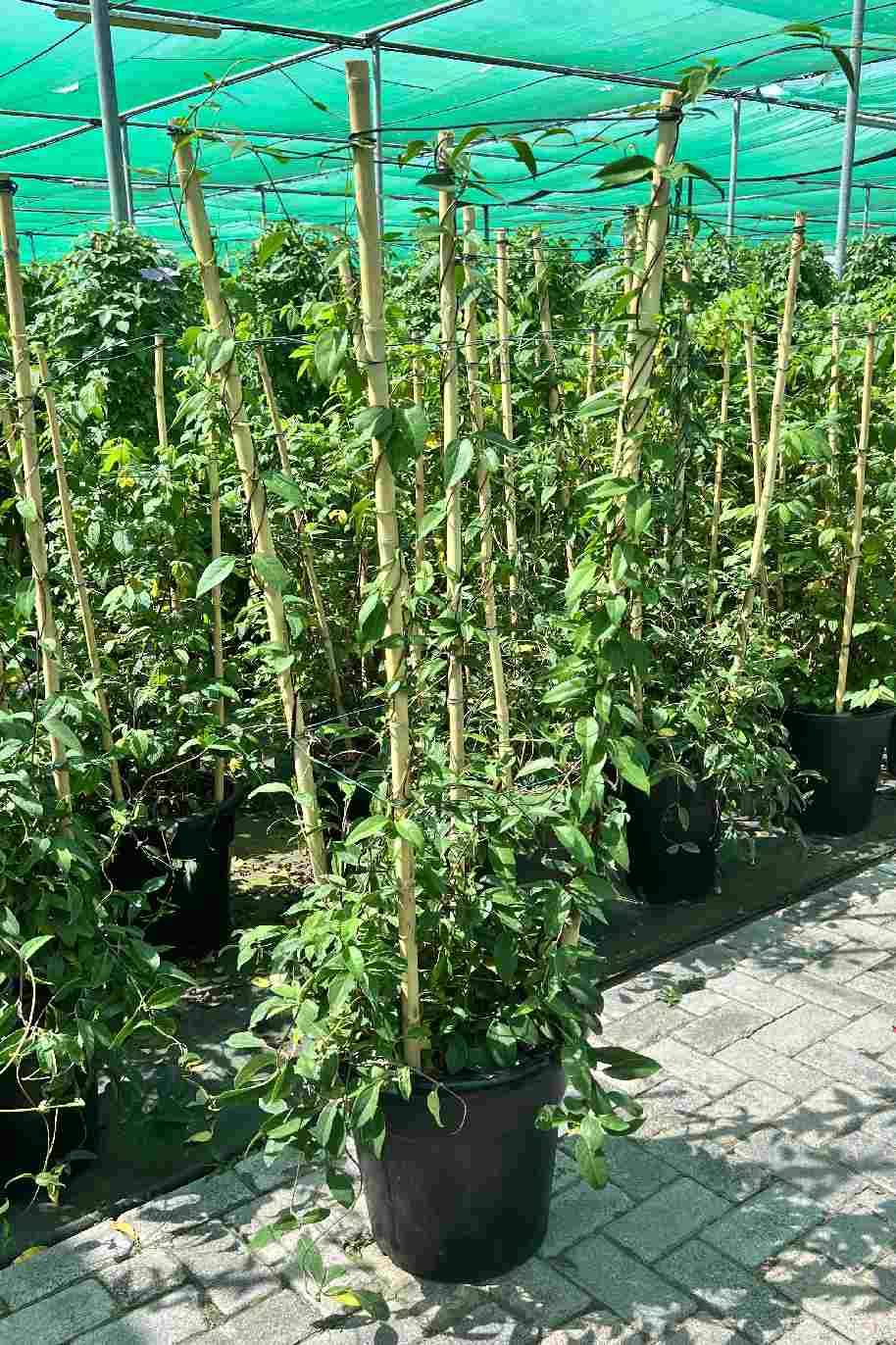 Australian Gold Vine Tall