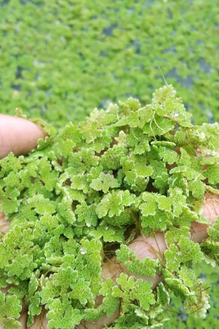 Azolla Water Plant