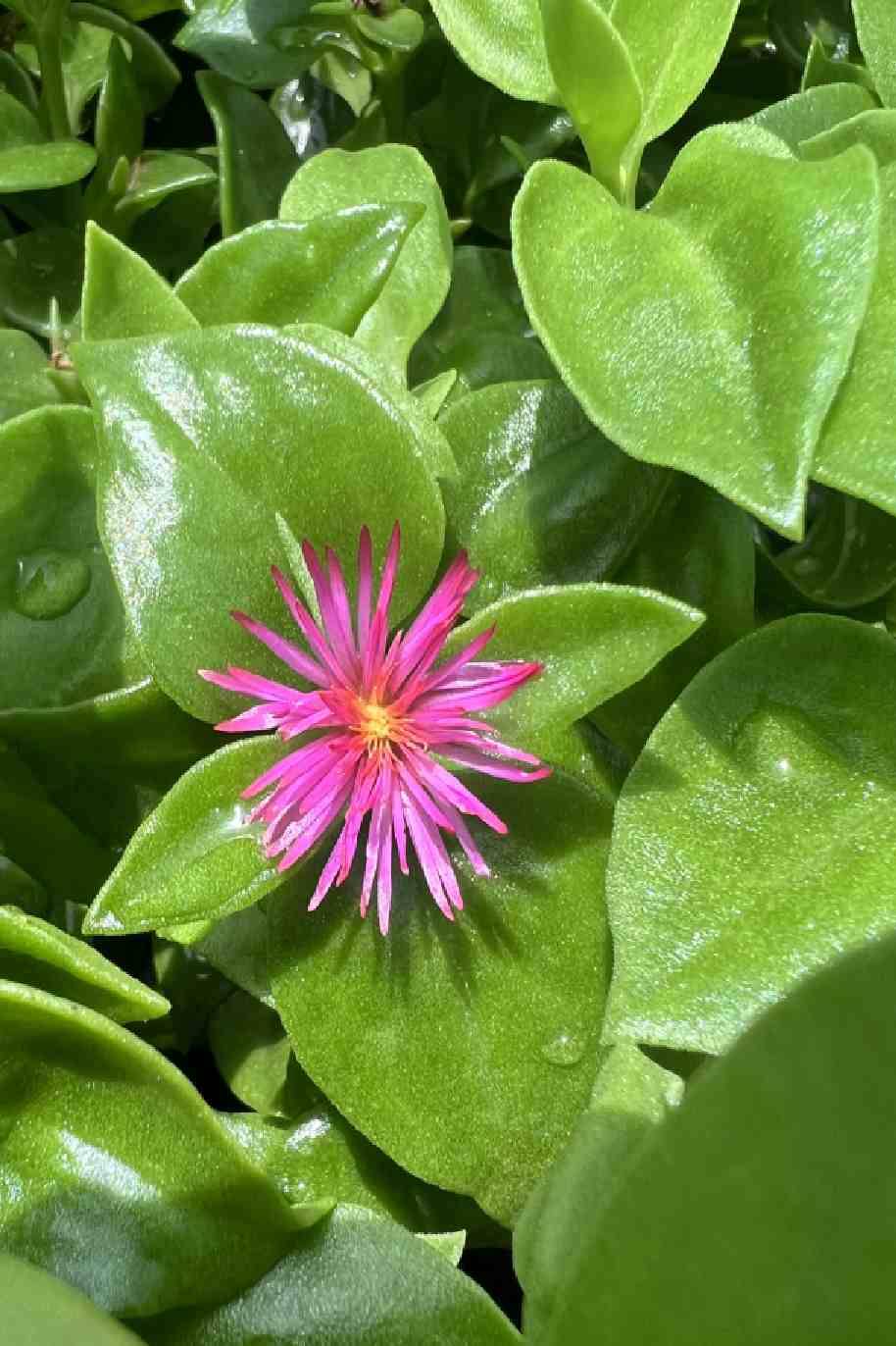 Baby Sun Rose - Heartleaf Ice plant