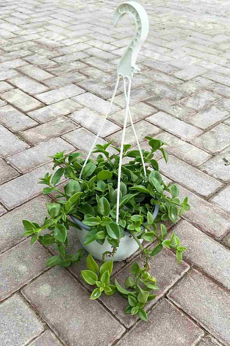 Baby Sun Rose Hanging - Heartleaf Ice plant