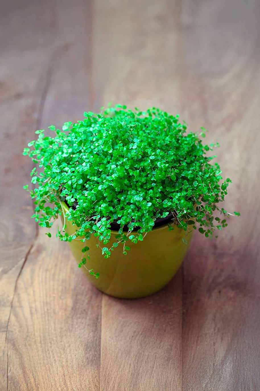Baby Tears - Soleirolia soleirolii