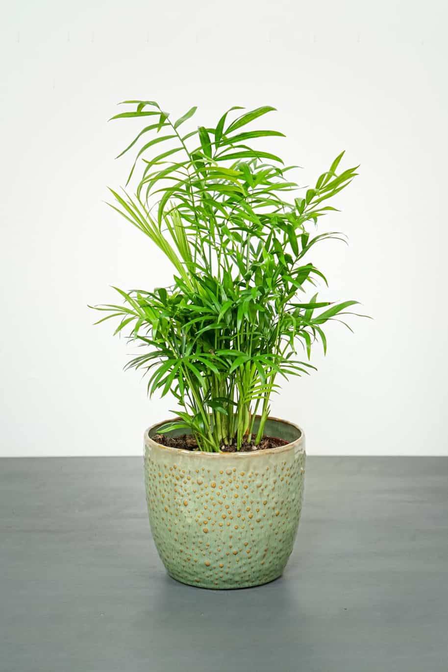 Bamboo Palm