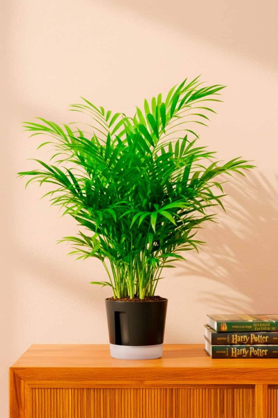 Bamboo Palm Self Watering