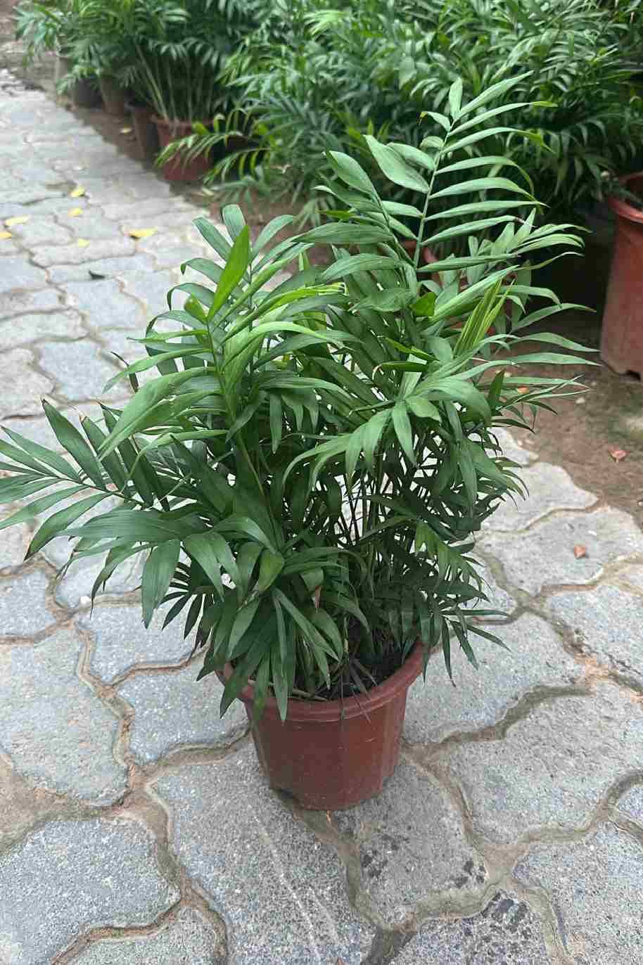 Bamboo Palm China