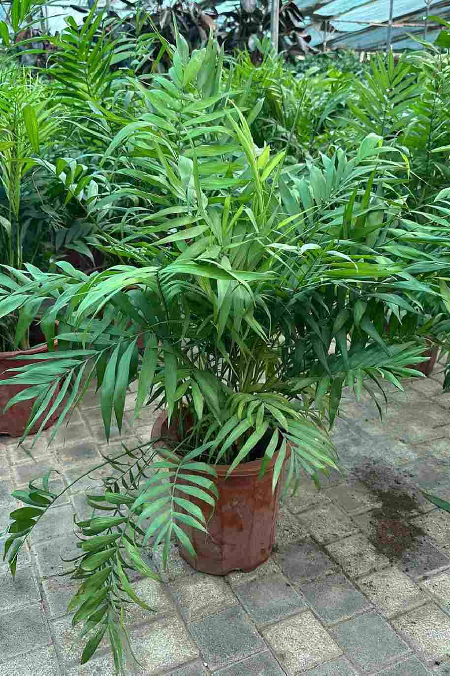 Bamboo Palm China 80cm