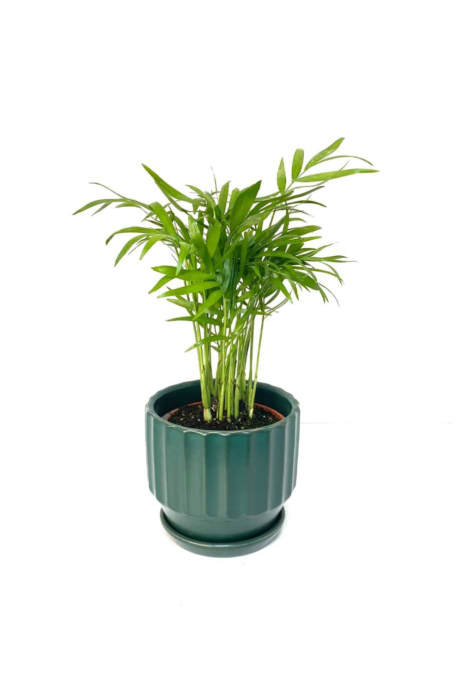 Bamboo Palm Mini