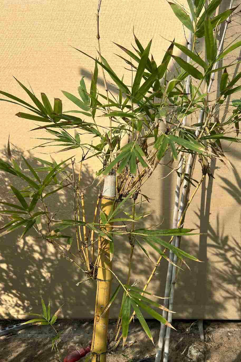 Bambusa Vulgaris (Common Bamboo)
