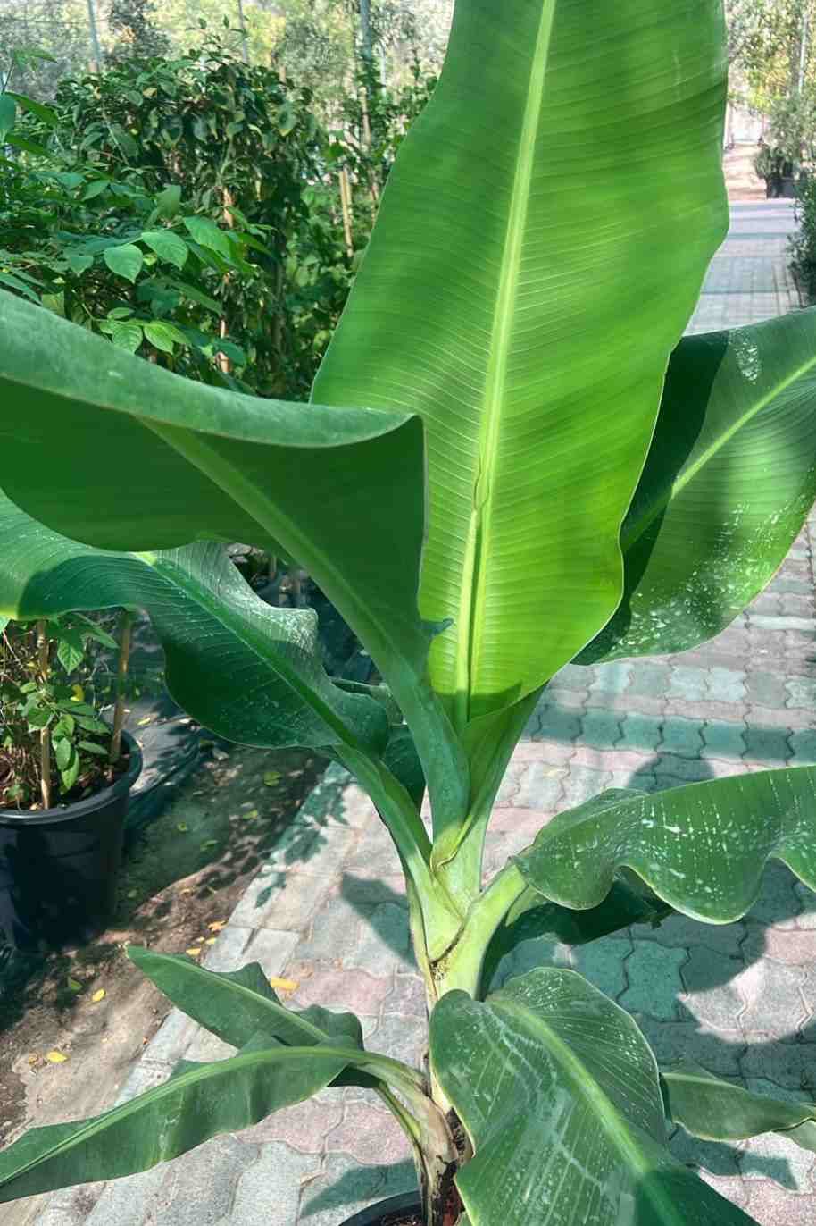 Banana - Musa Spp - image 5
