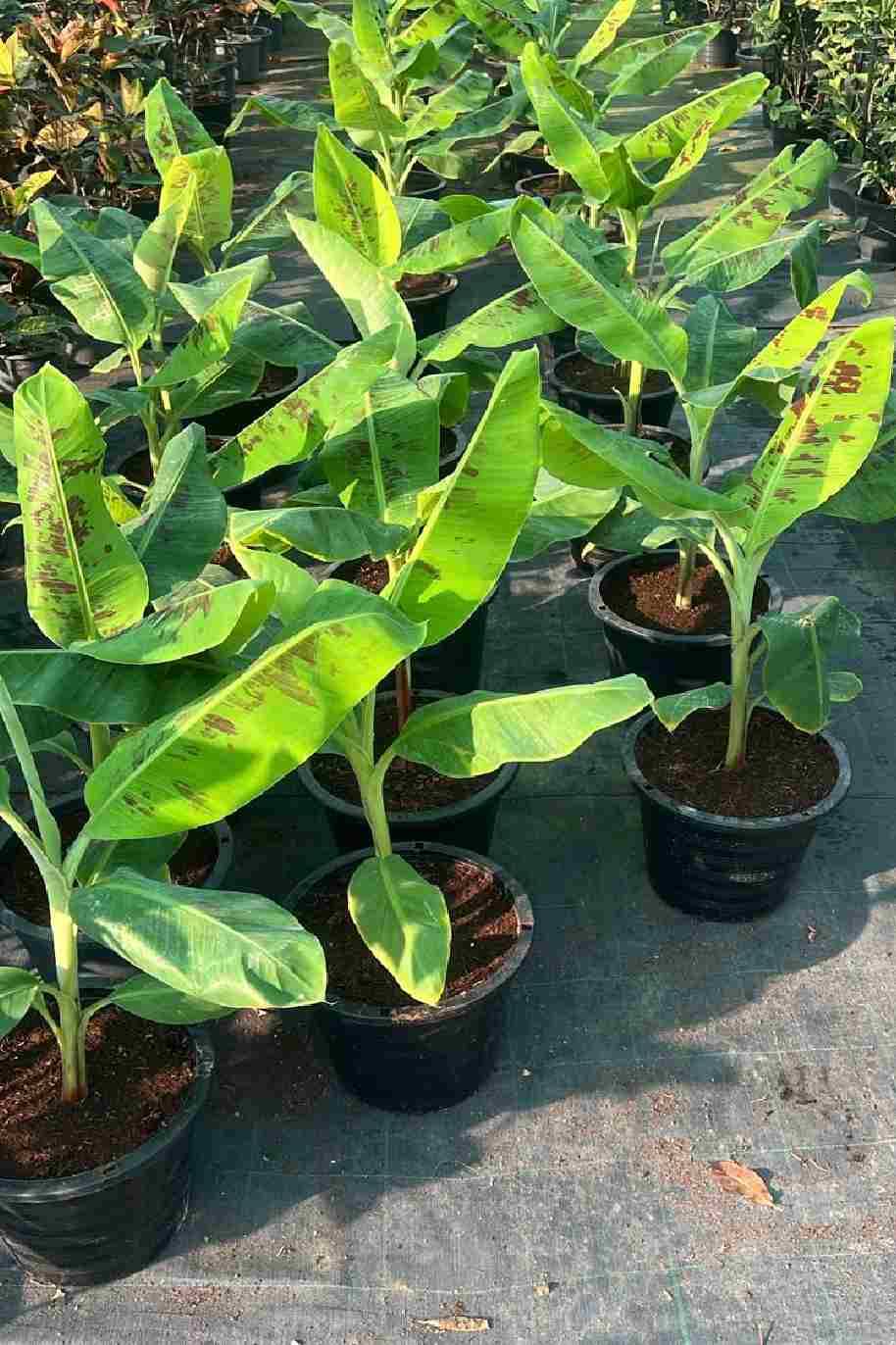 Banana