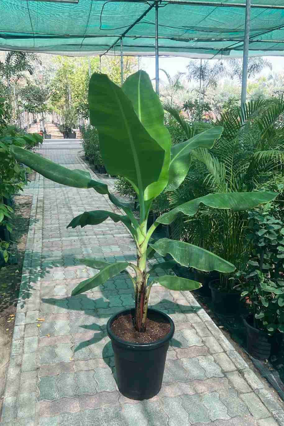 Banana - Musa Spp - image 4
