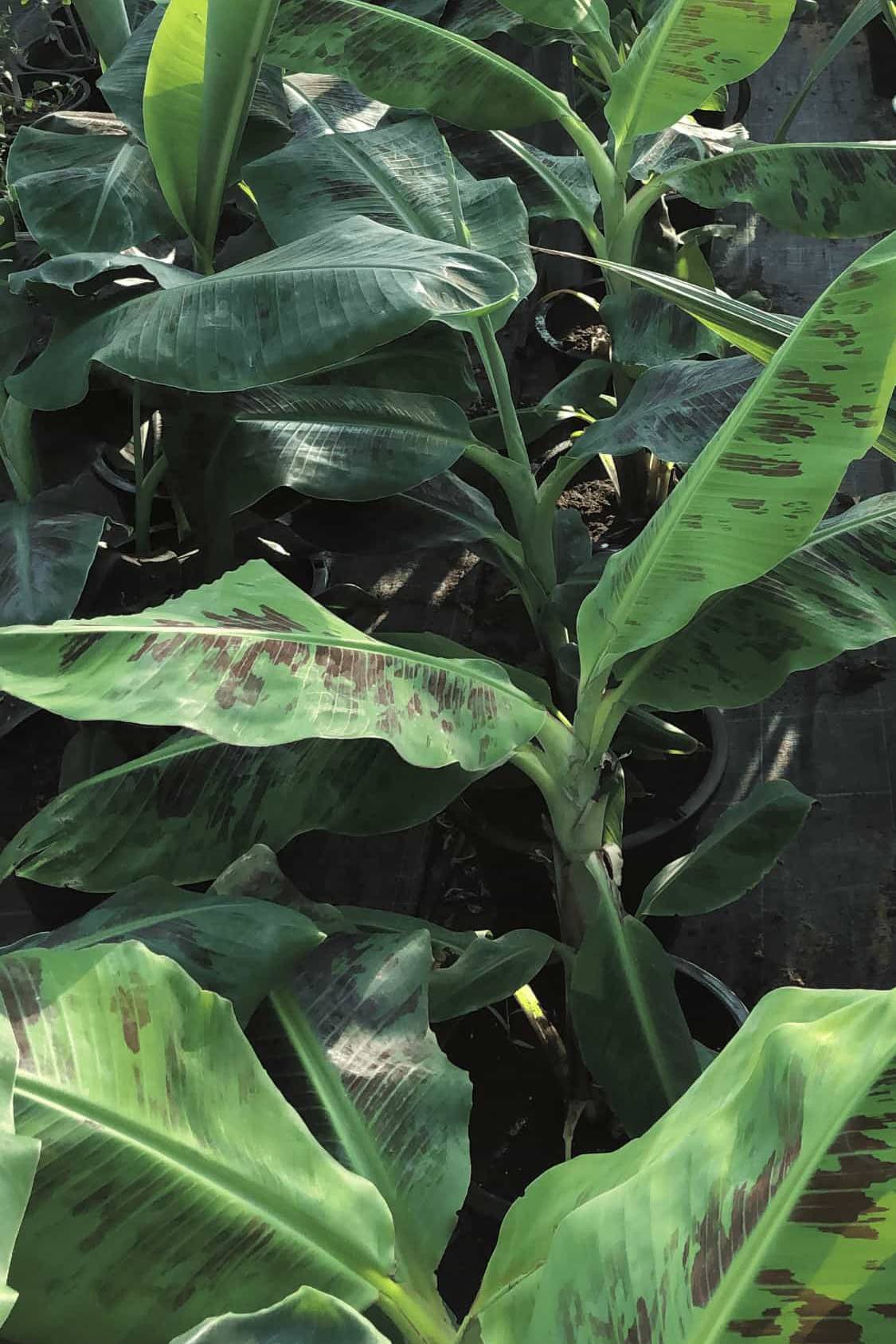 Banana - Musa Spp - image 3