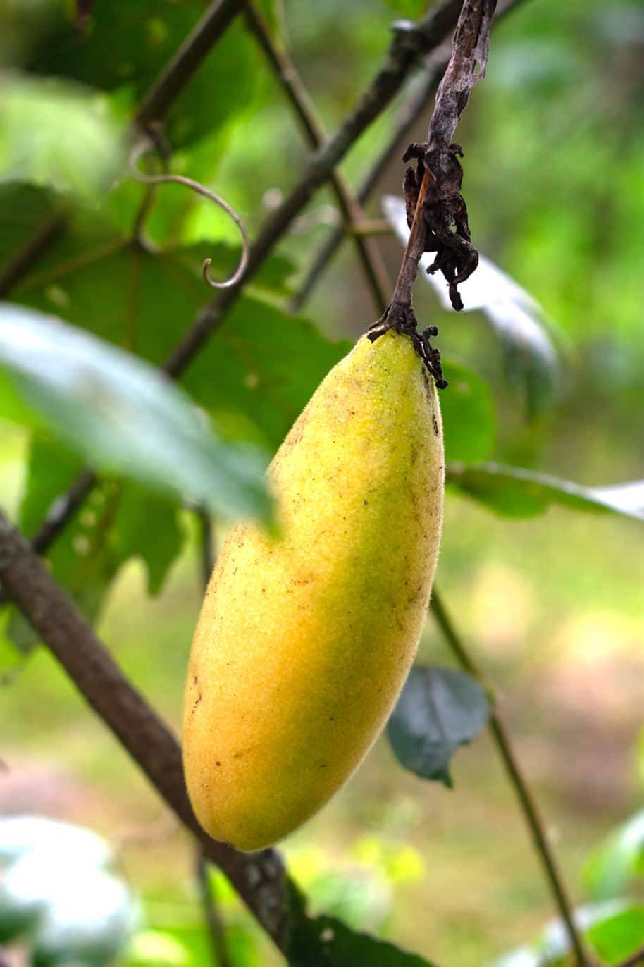 Banana Passion Fruit Seeds