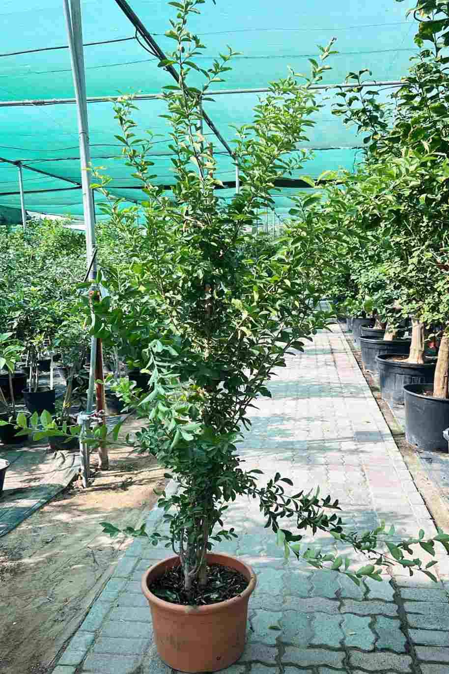 Barbados Cherry