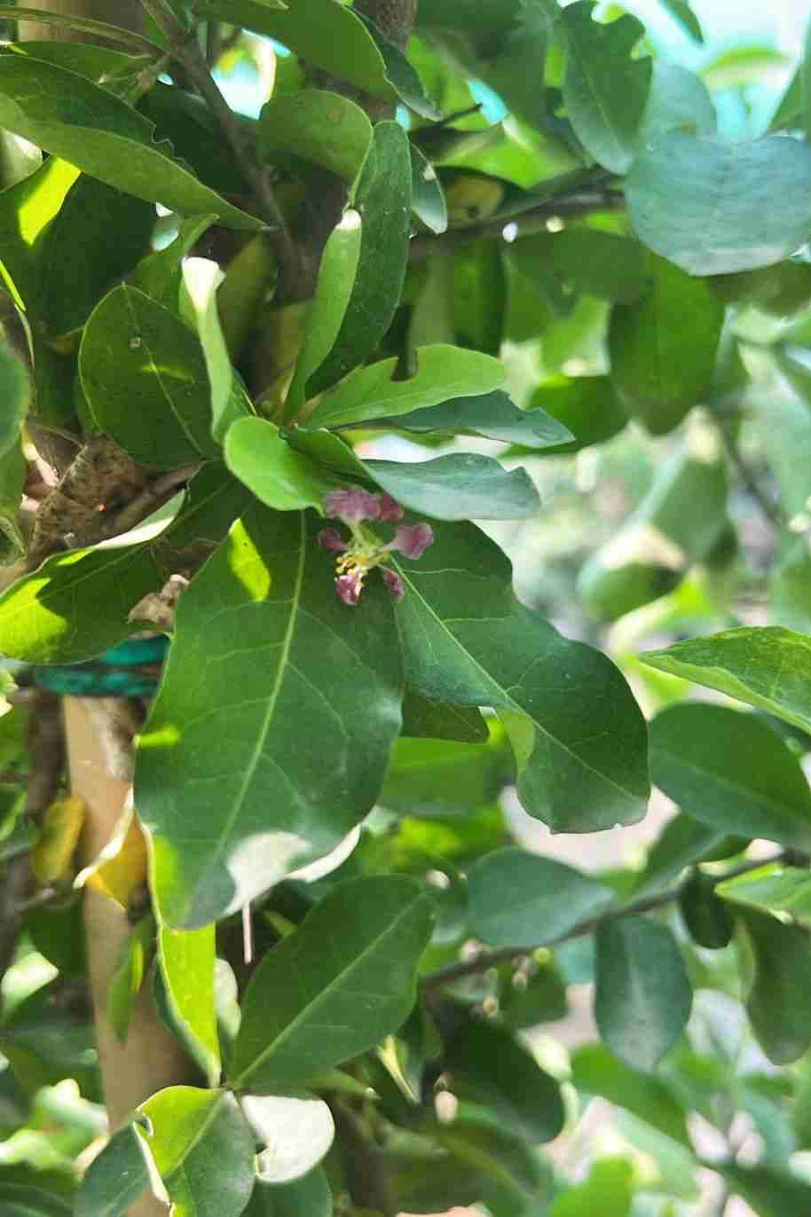 Barbados Cherry