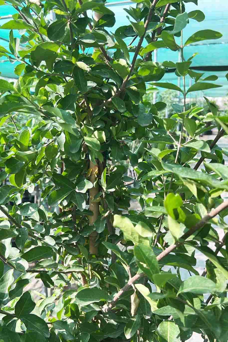 Barbados Cherry