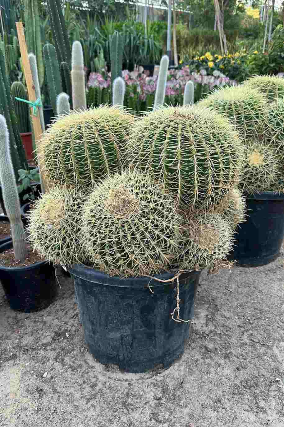 Cereus Hildmannianus