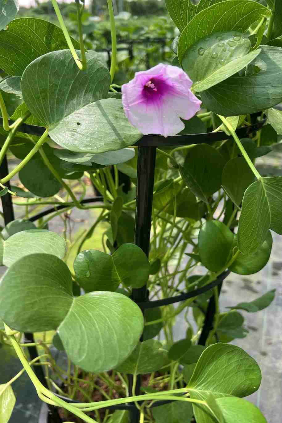 Beach Morning Glory - ipomoea pes-caprae - image 3