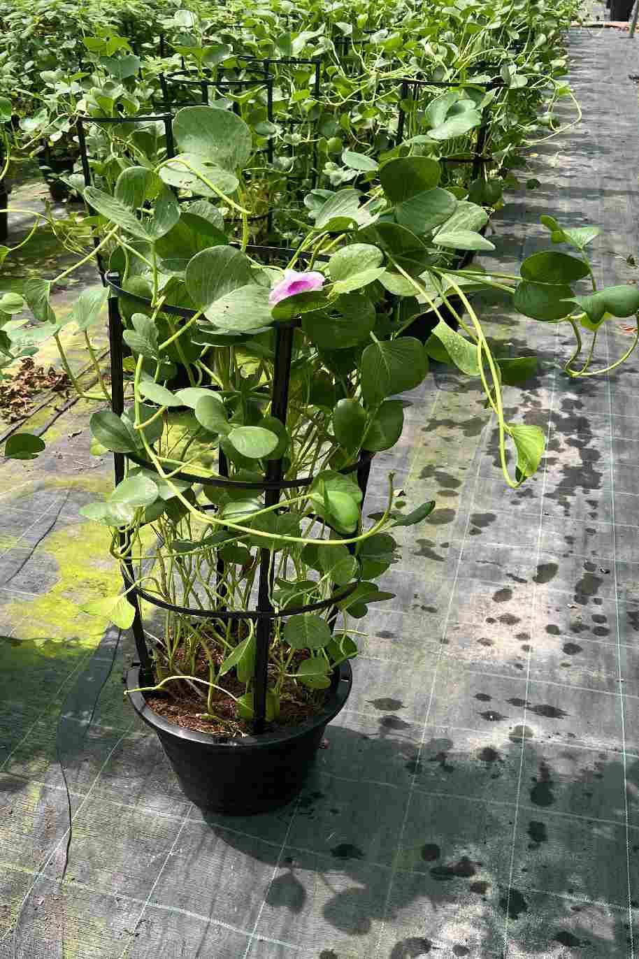 ipomoea pes-caprae