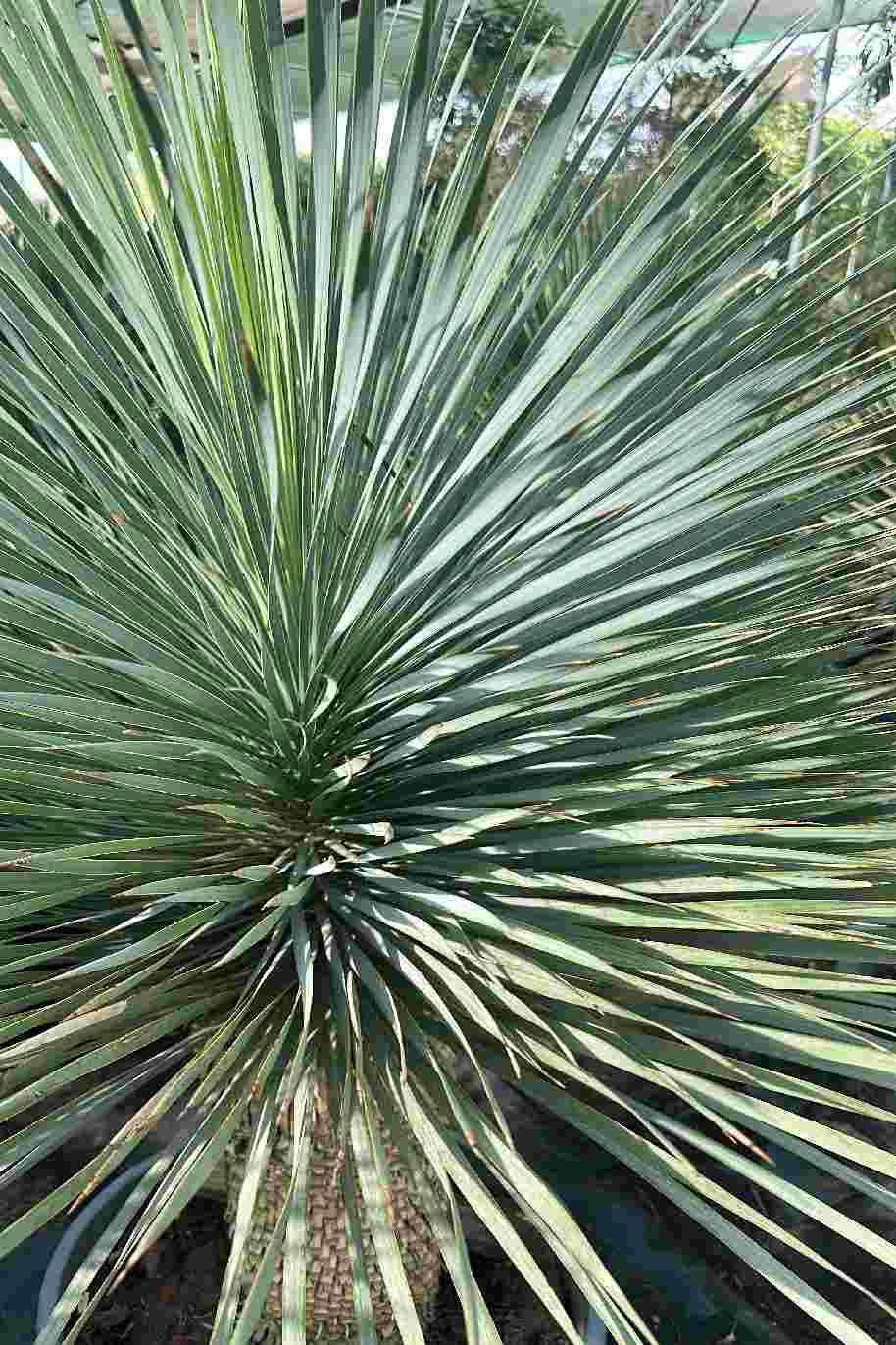 Beaked Yucca