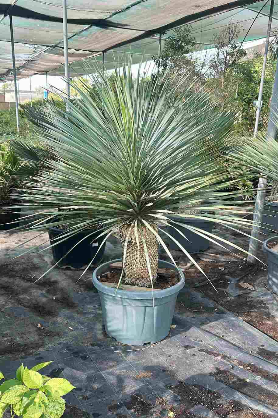 Beaked Yucca