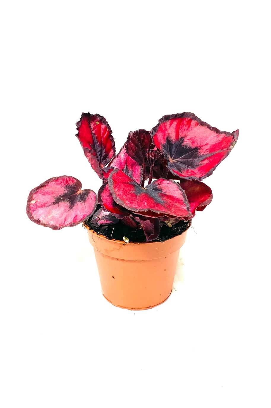 Begonia Christmas Mini Exotics Plants