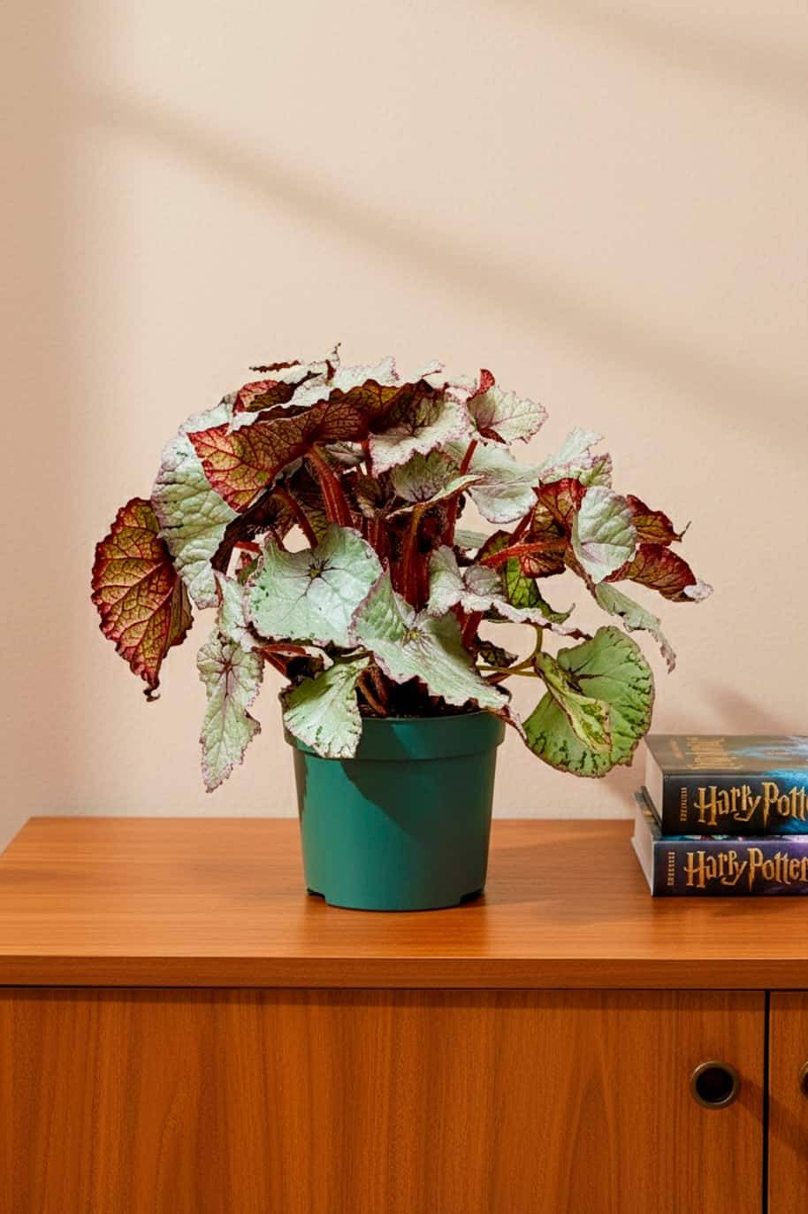 Begonia Silver Splash - Begonia