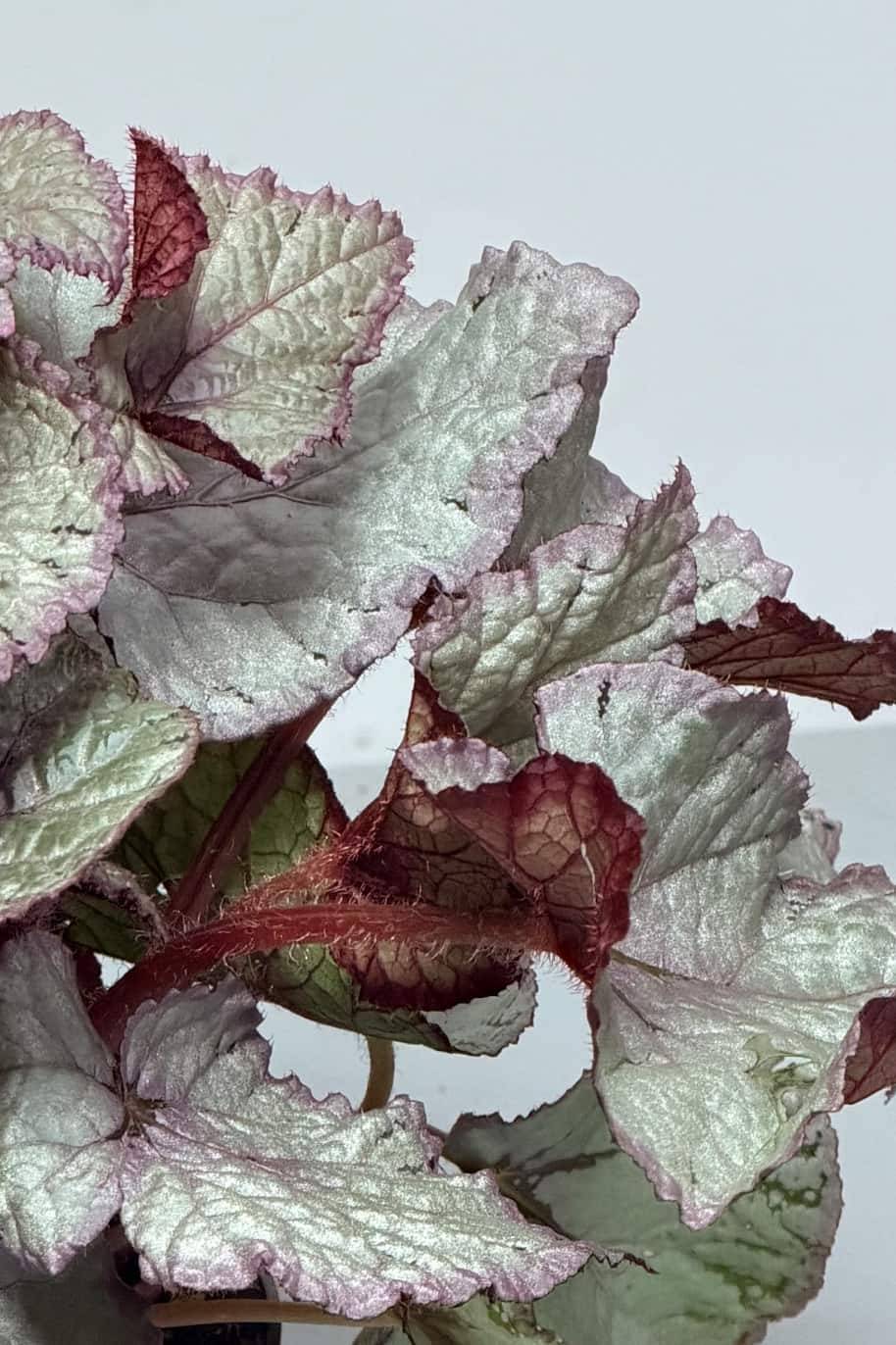 Begonia Silver Splash - Begonia - image 2