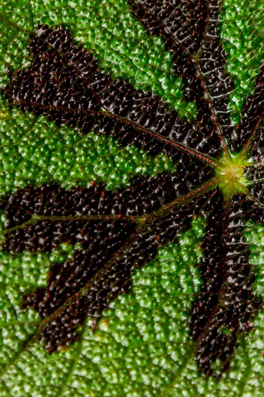 Begonia Masoniana