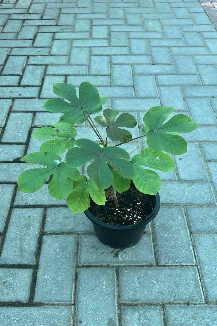 Jatropha Gossypiifolia