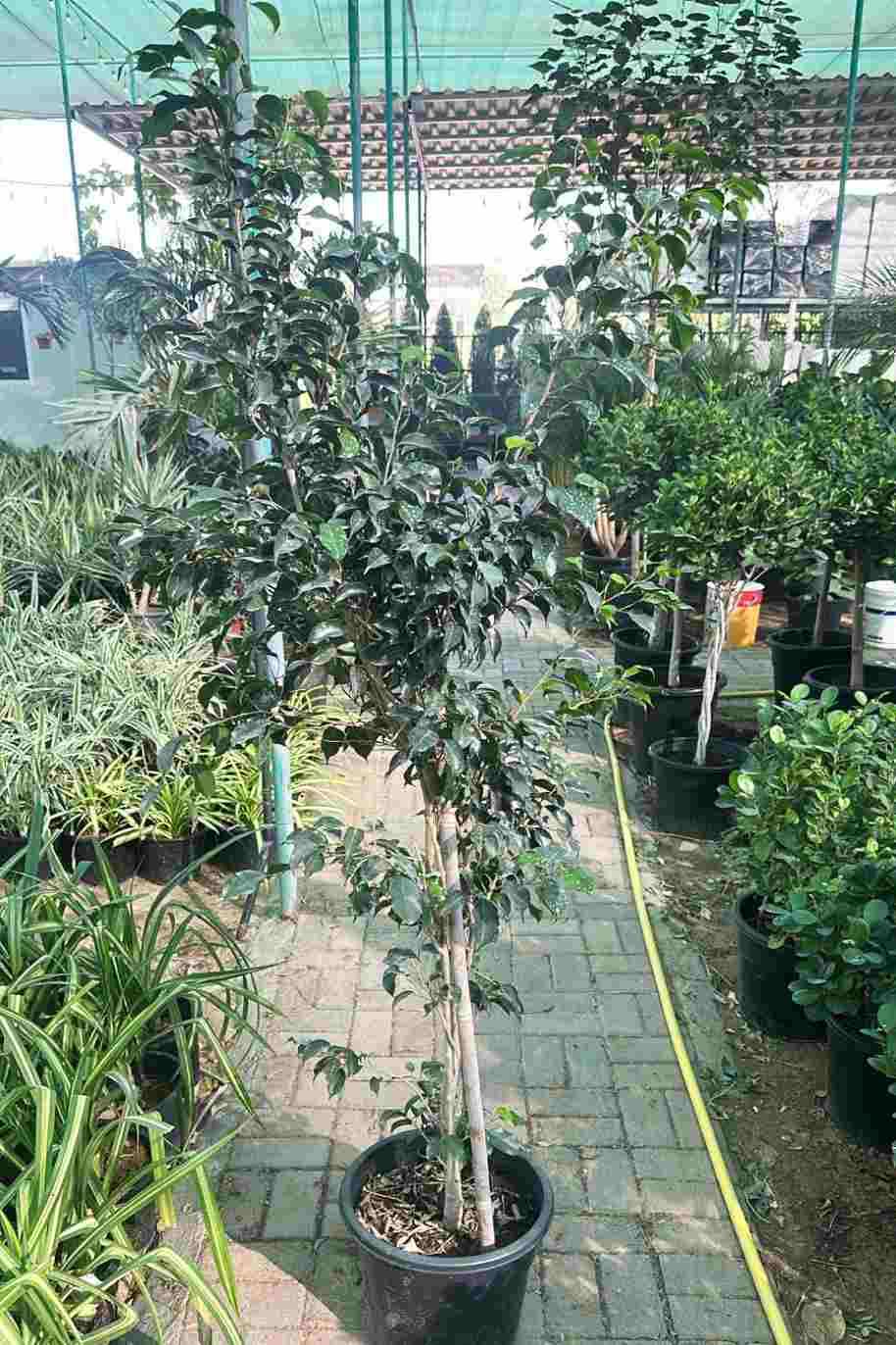 Ficus Benjamina