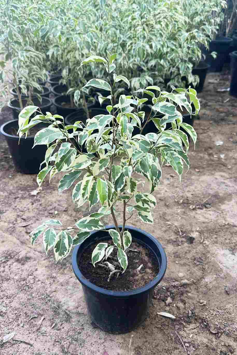 Benjamina Starlight Small