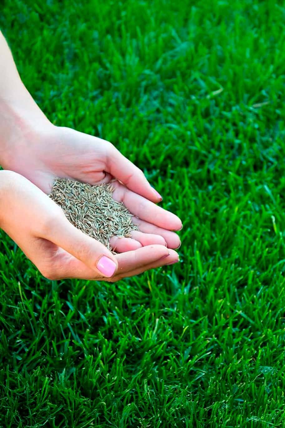 Bermuda Grass Seeds for Sunny Area