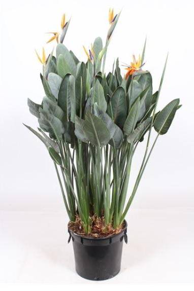 Bird of Paradise