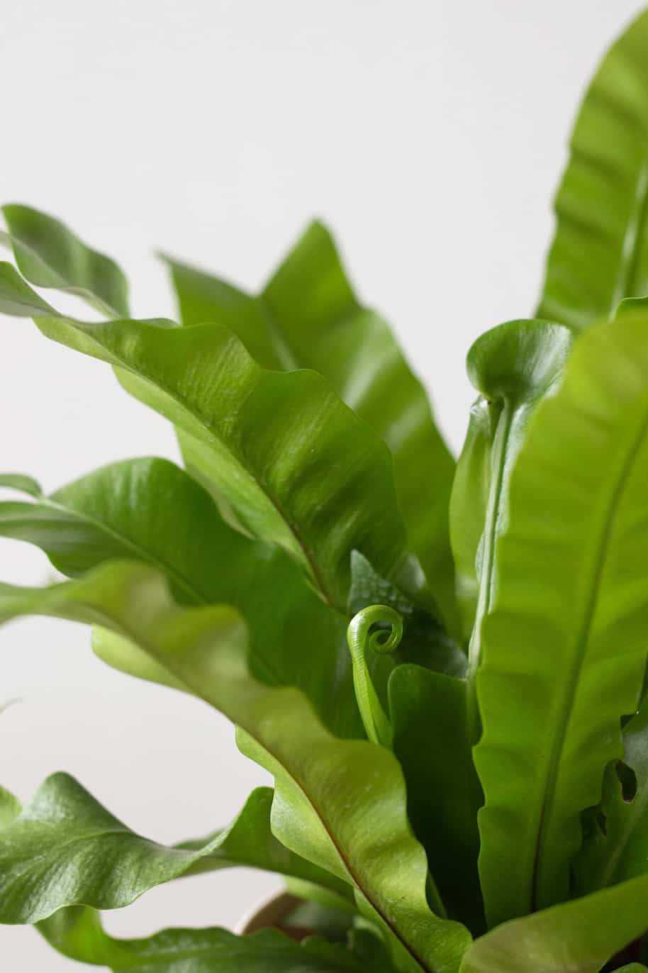 Asplenium Antiquum