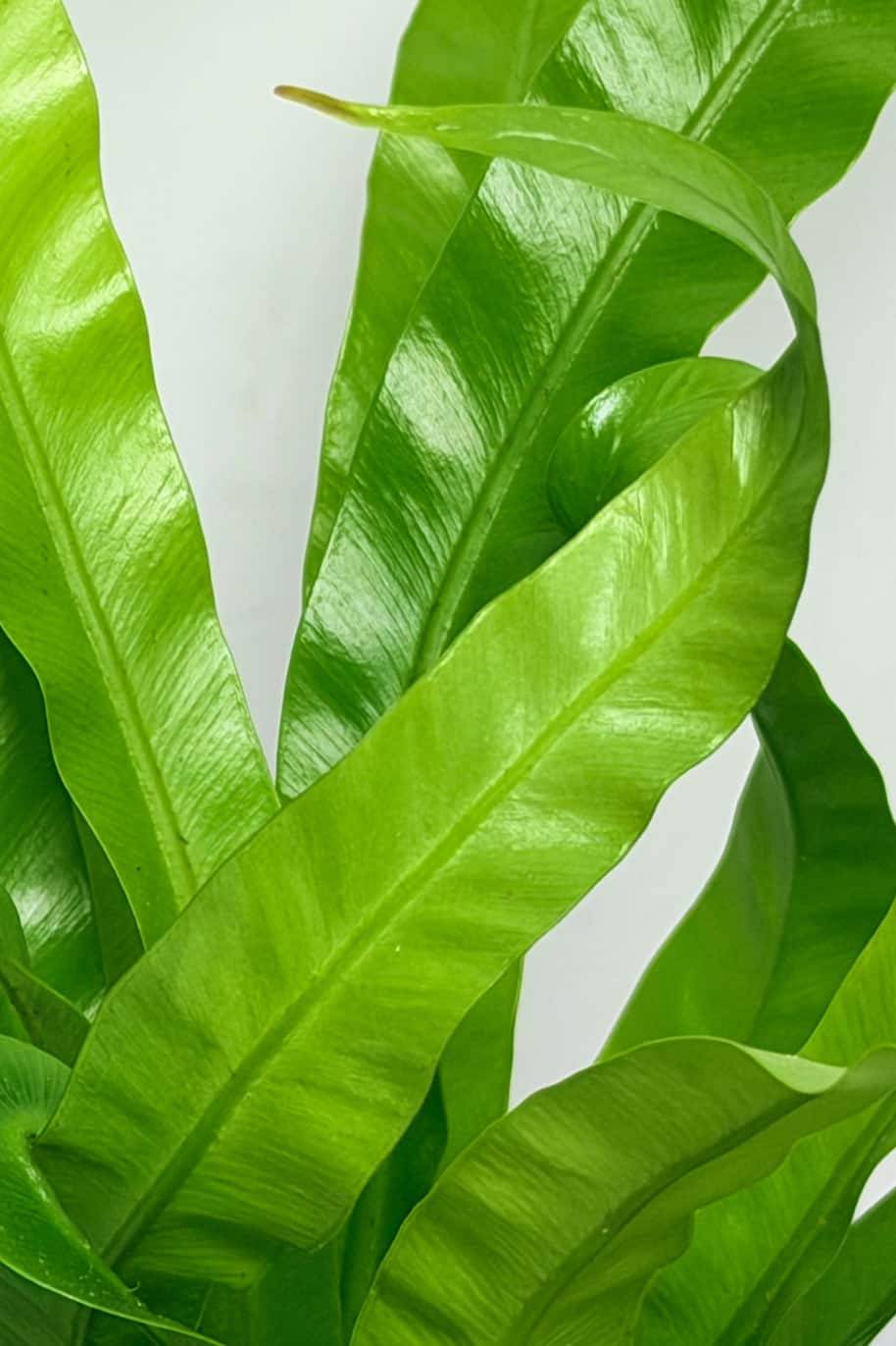 Asplenium Antiquum