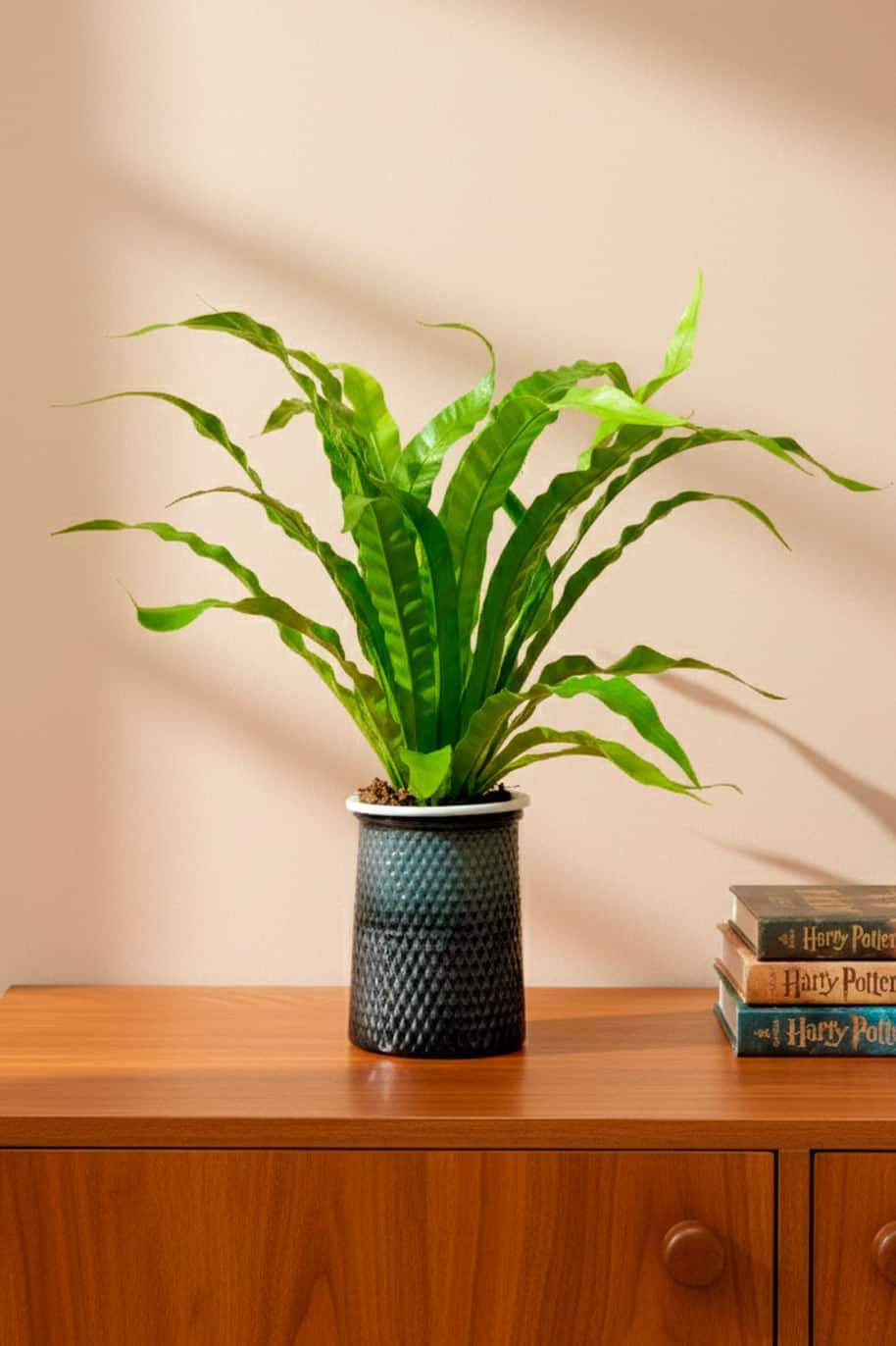Birds Nest Self watering