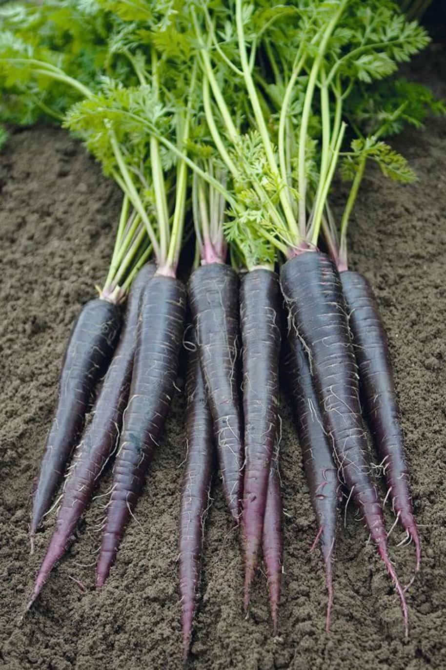 Black Carrot F1 Hybrid Seeds