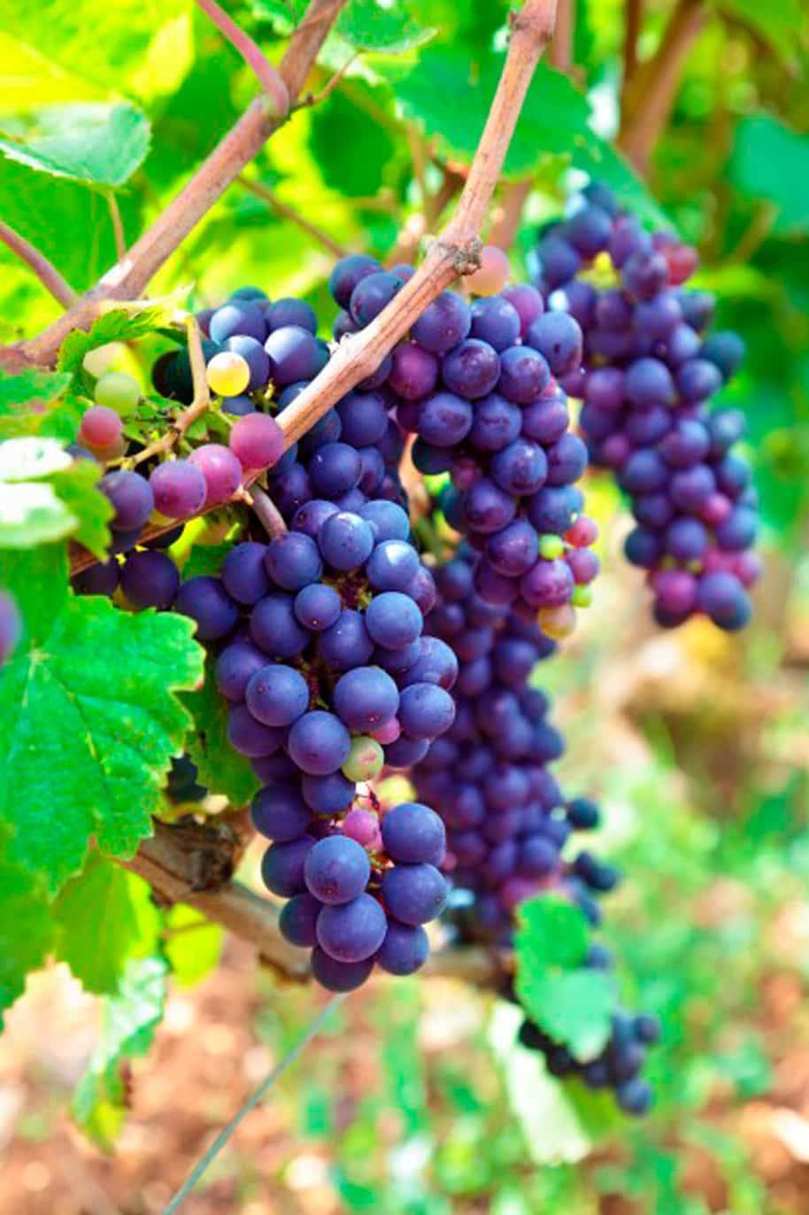 Black Grape Seeds