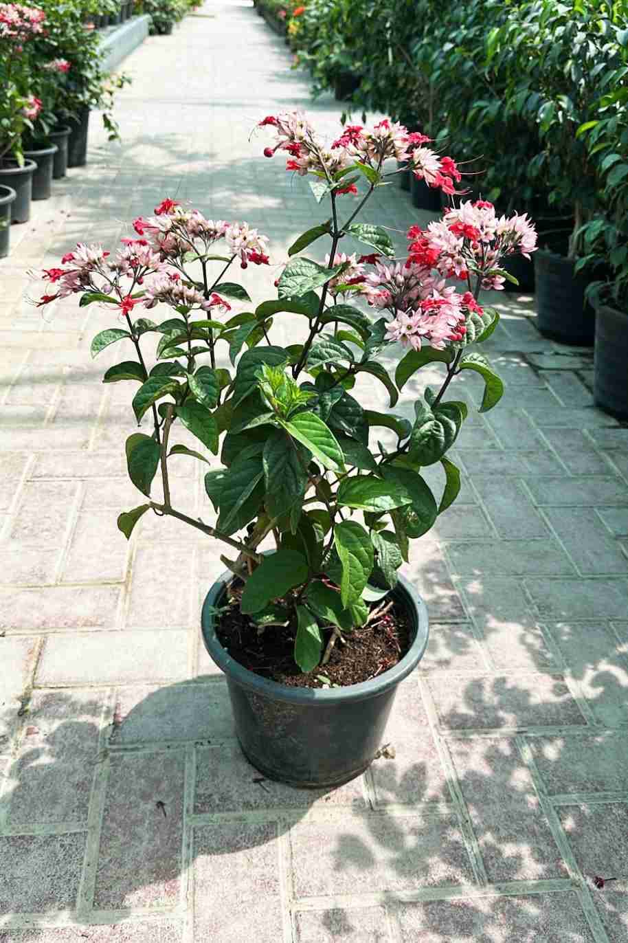 Bleeding Heart Vine