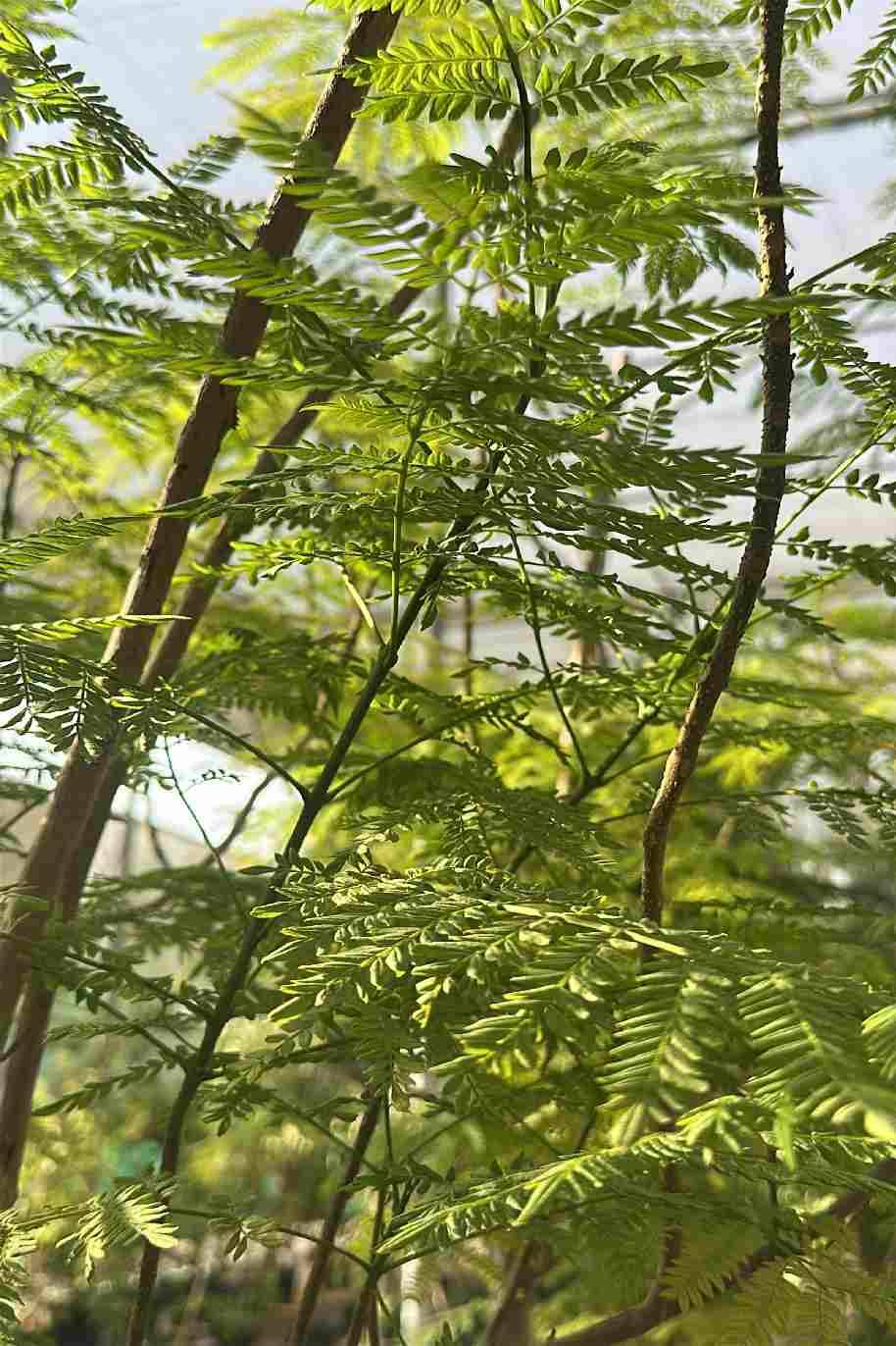 Blue jacaranda or Black Poui - Jacaranda mimosifolia - image 3