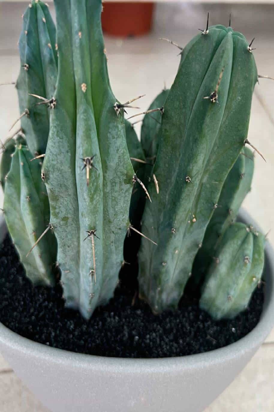 Blue Myrtle Cactus Arrangement