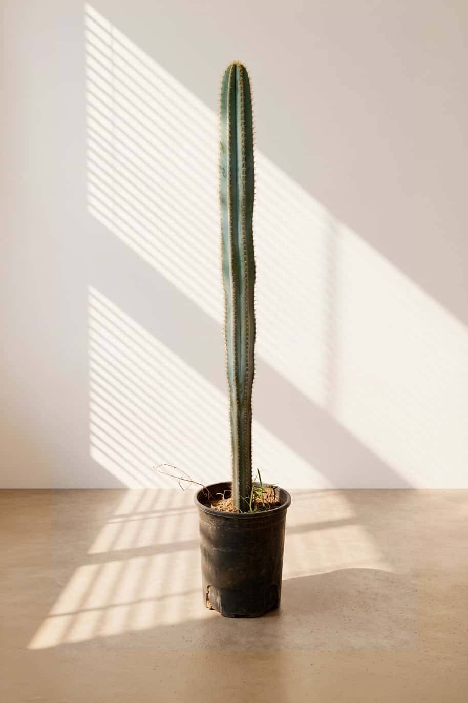 Blue Myrtle Cactus Tall