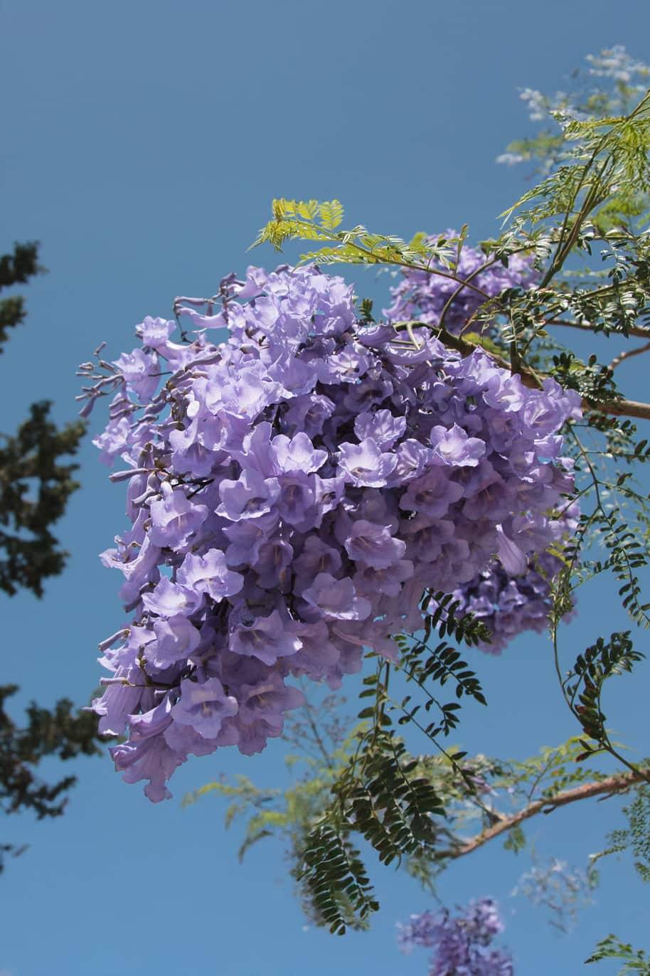 Blue jacaranda or Black Poui - Jacaranda mimosifolia