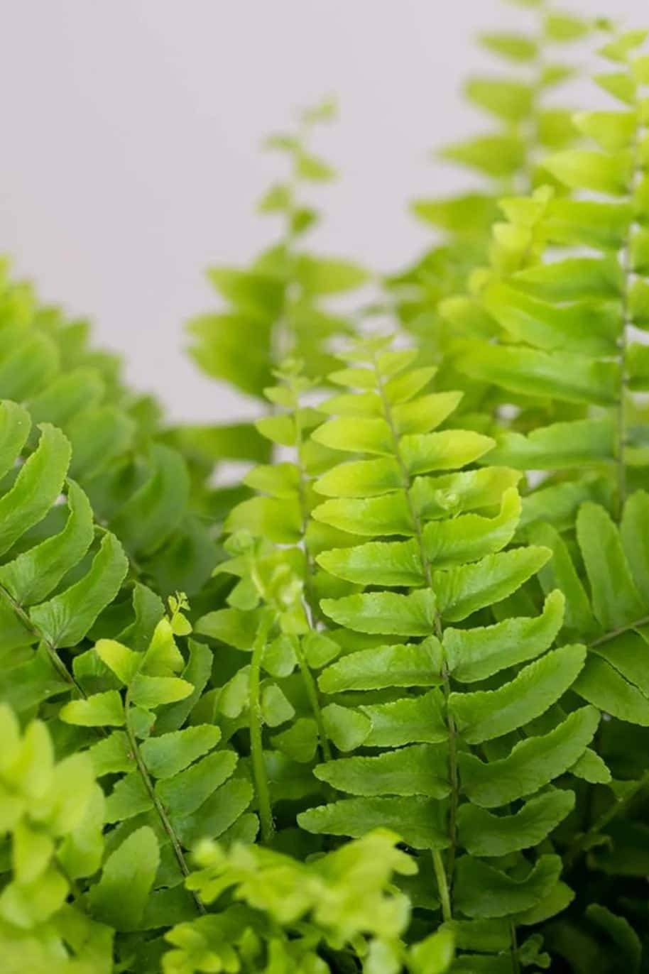 Nephrolepis Exaltata Ariane